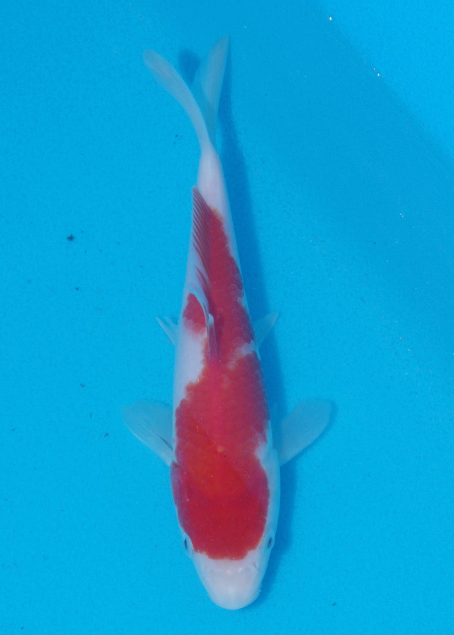 17cm Kohaku (Genjiro) REF SRR06 - M046