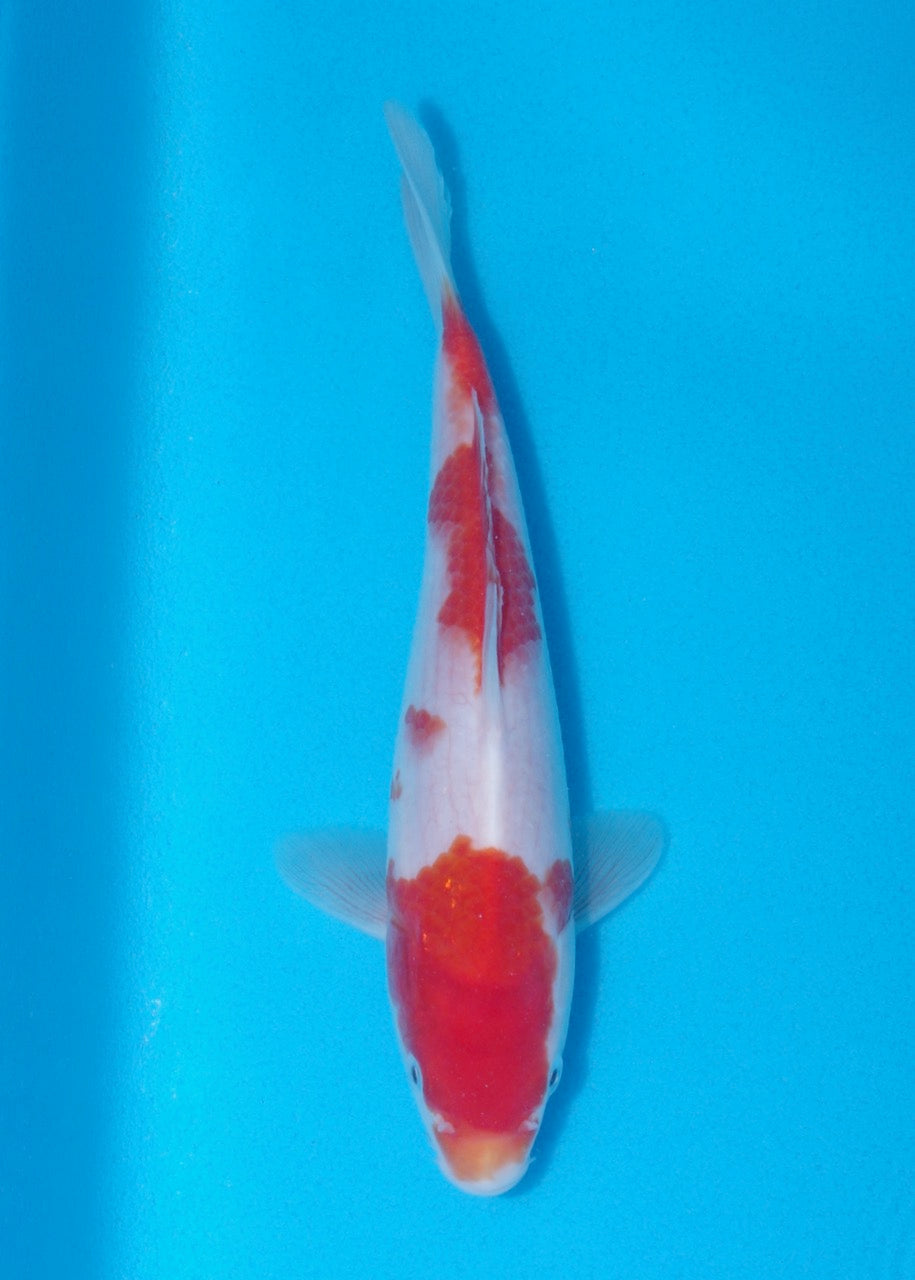 19cm Kohaku (Genjiro) REF SRR06 - M050