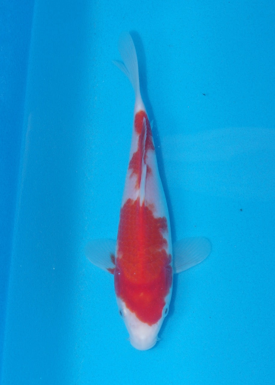 19cm Kohaku (Genjiro) REF SRR06 - M053