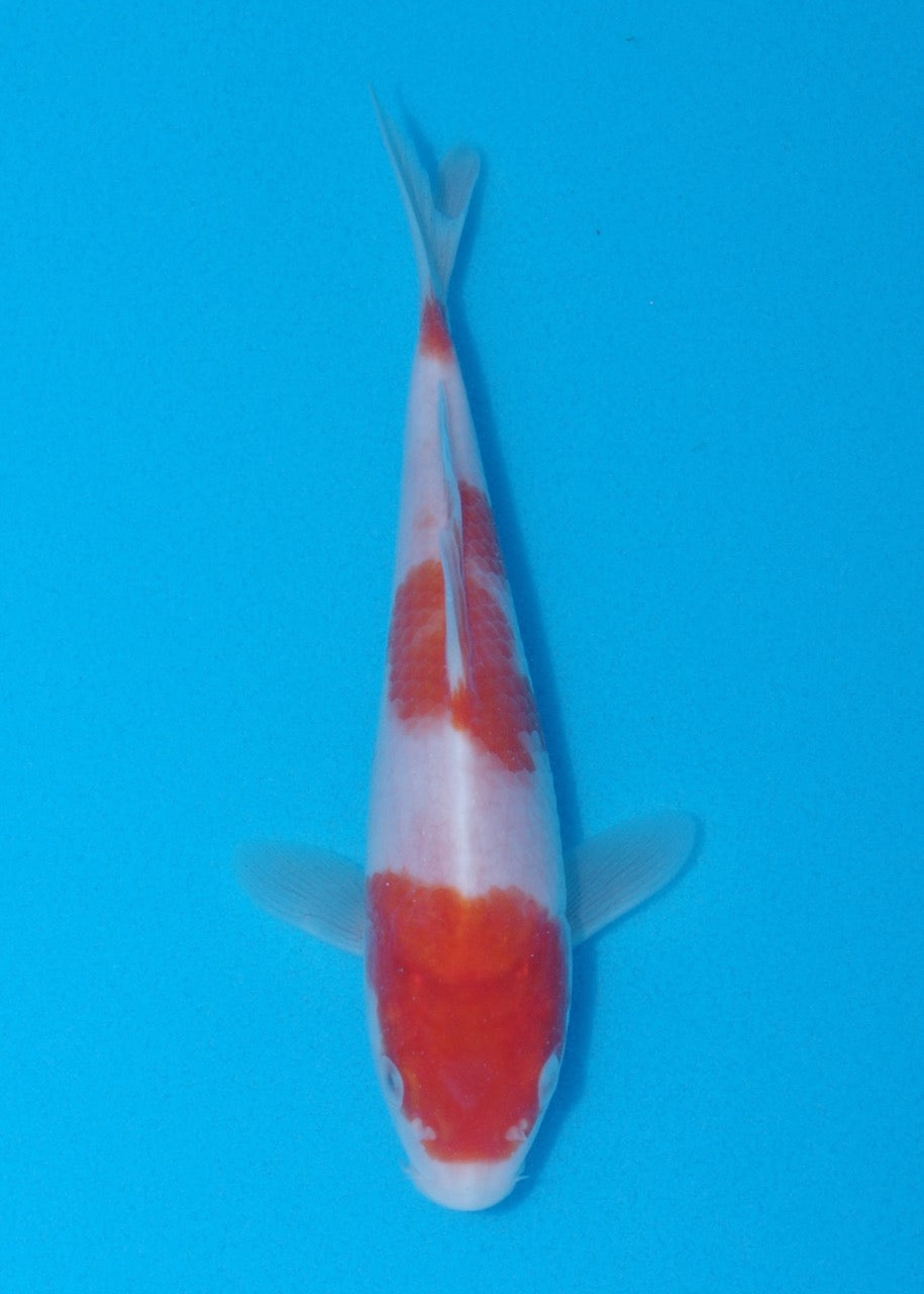 19cm Kohaku (Genjiro) REF SRR06 - M054