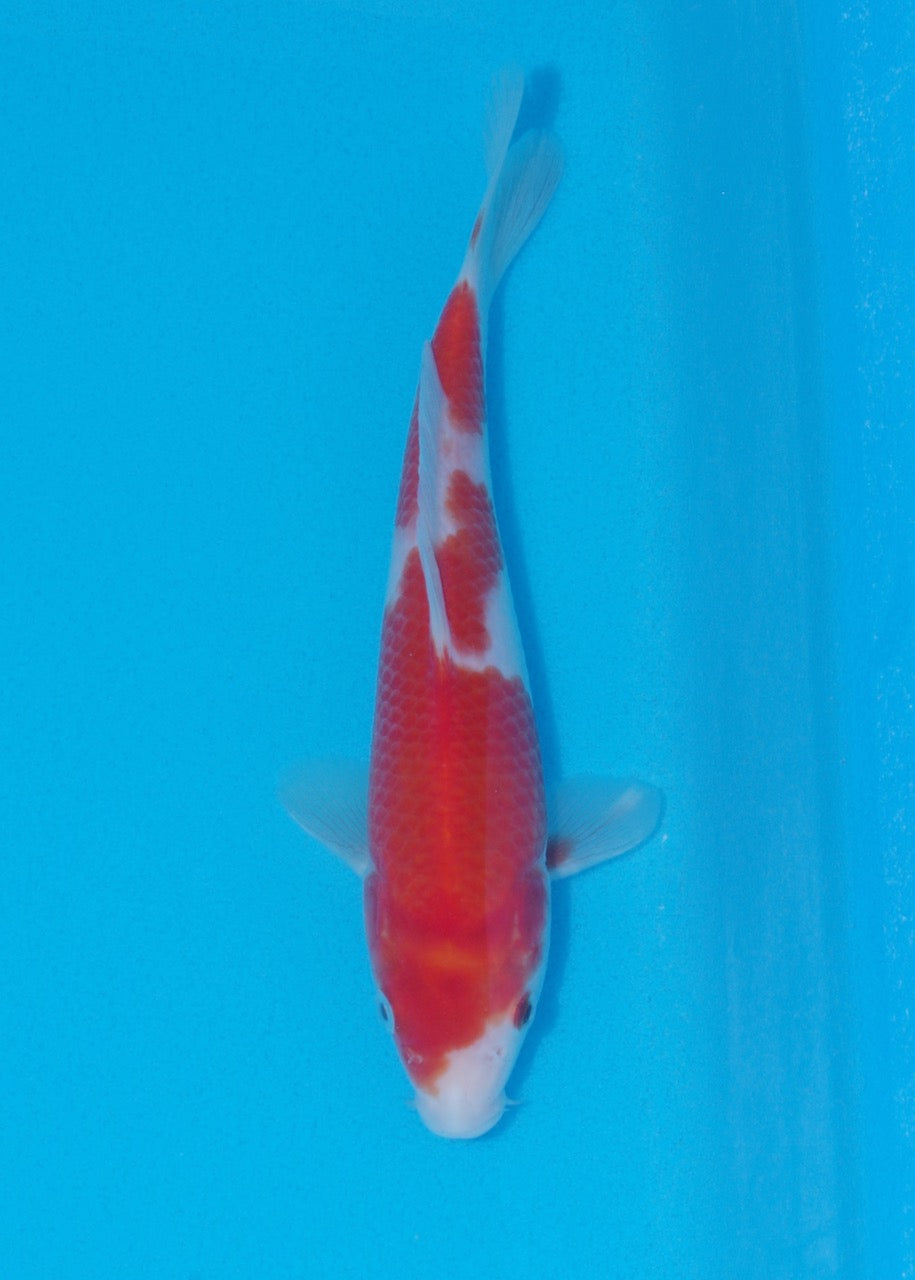 21cm Kohaku (Genjiro) REF SRR06 - M065