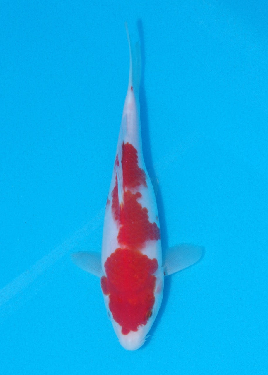 21cm Kohaku (Genjiro) REF SRR06 - M066