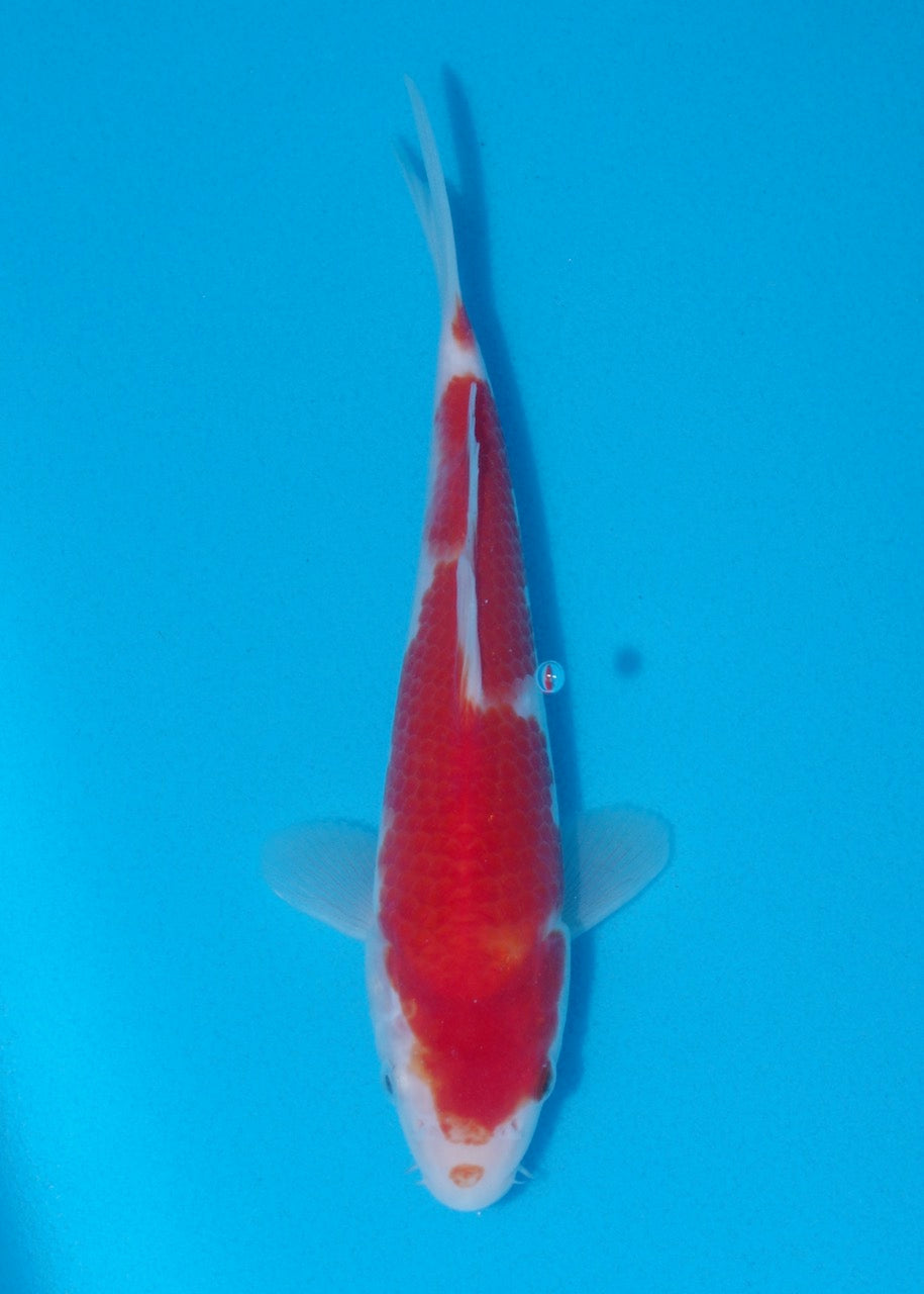 21cm Kohaku (Genjiro) REF SRR06 - M067