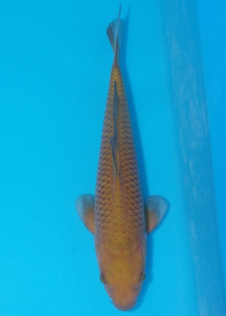 36cm Chagoi (Byer Koi Farm) REF SRL04 - M036