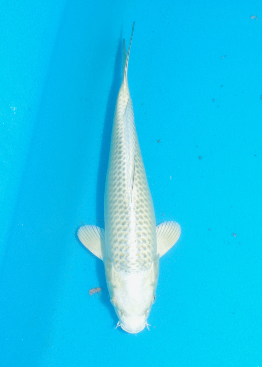 26cm Mukashi Ogon (Byer Koi Farm) REF SRR05 - JU22