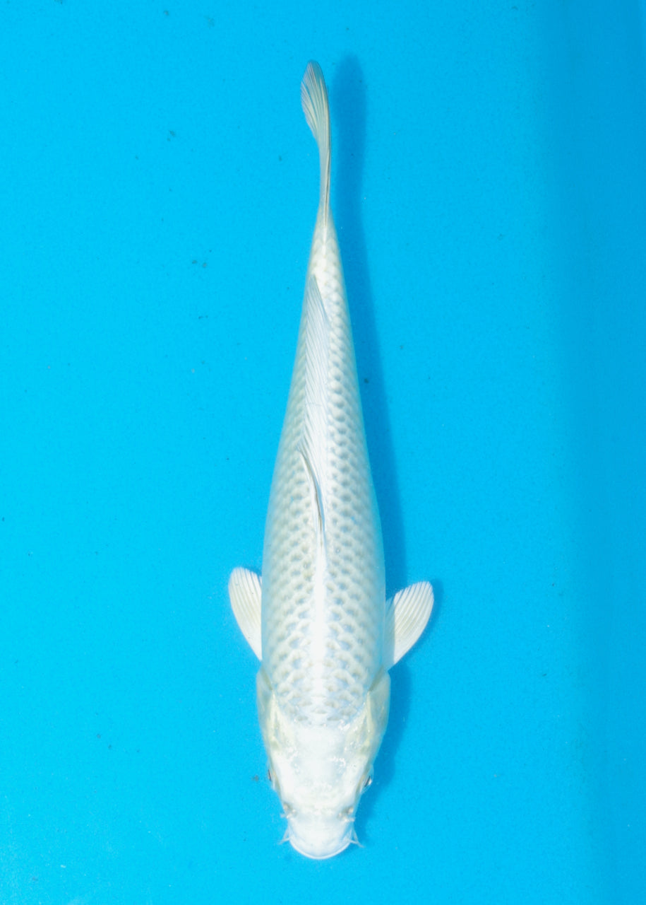 26cm Mukashi Ogon (Byer Koi Farm) REF SRR05 - JU23