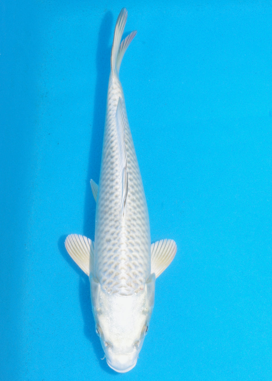 28cm Mukashi Ogon (Byer Koi Farm) REF SRR05 - JU18