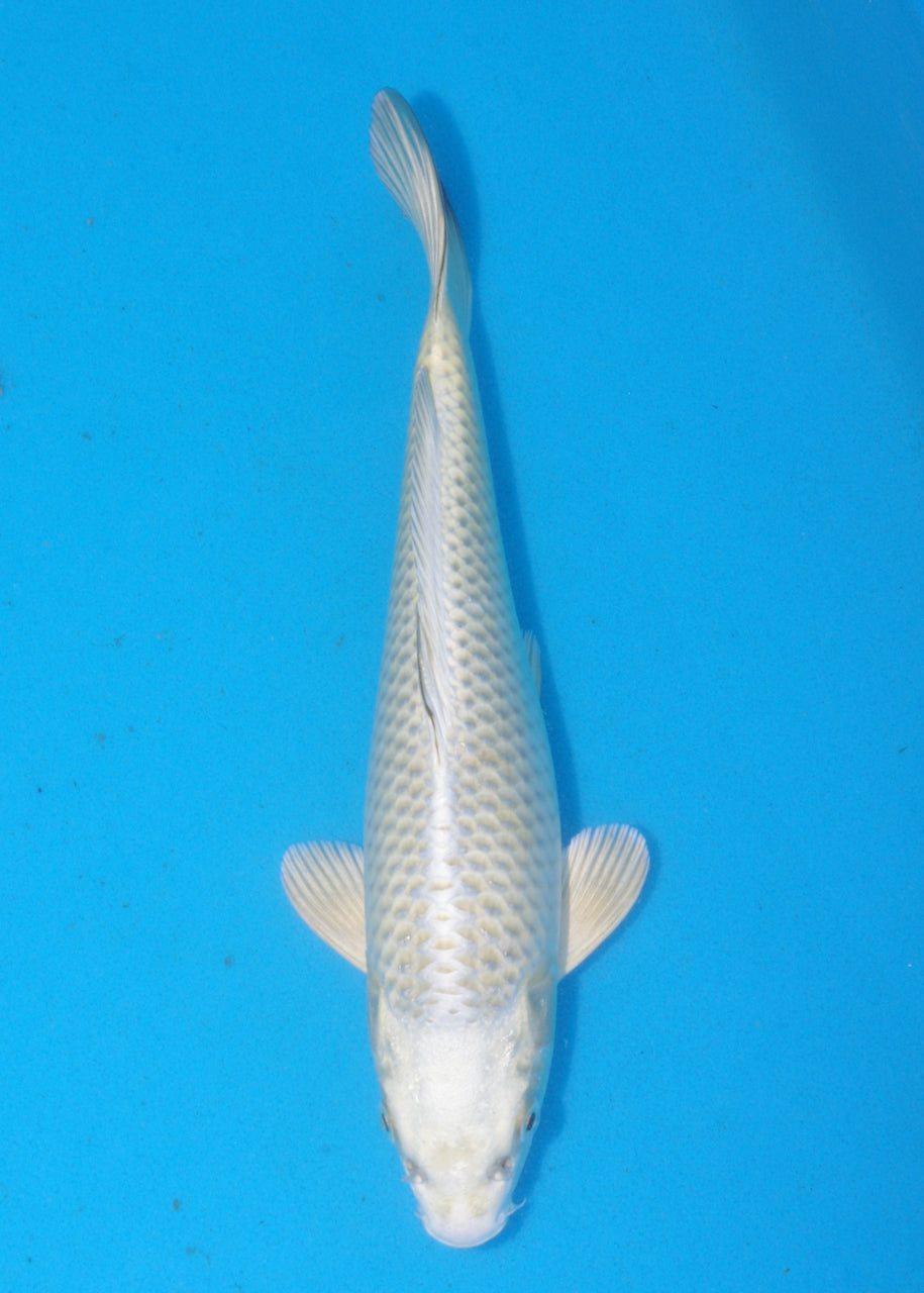 27cm Mukashi Ogon (Byer Koi Farm) REF SRR05 - JU27