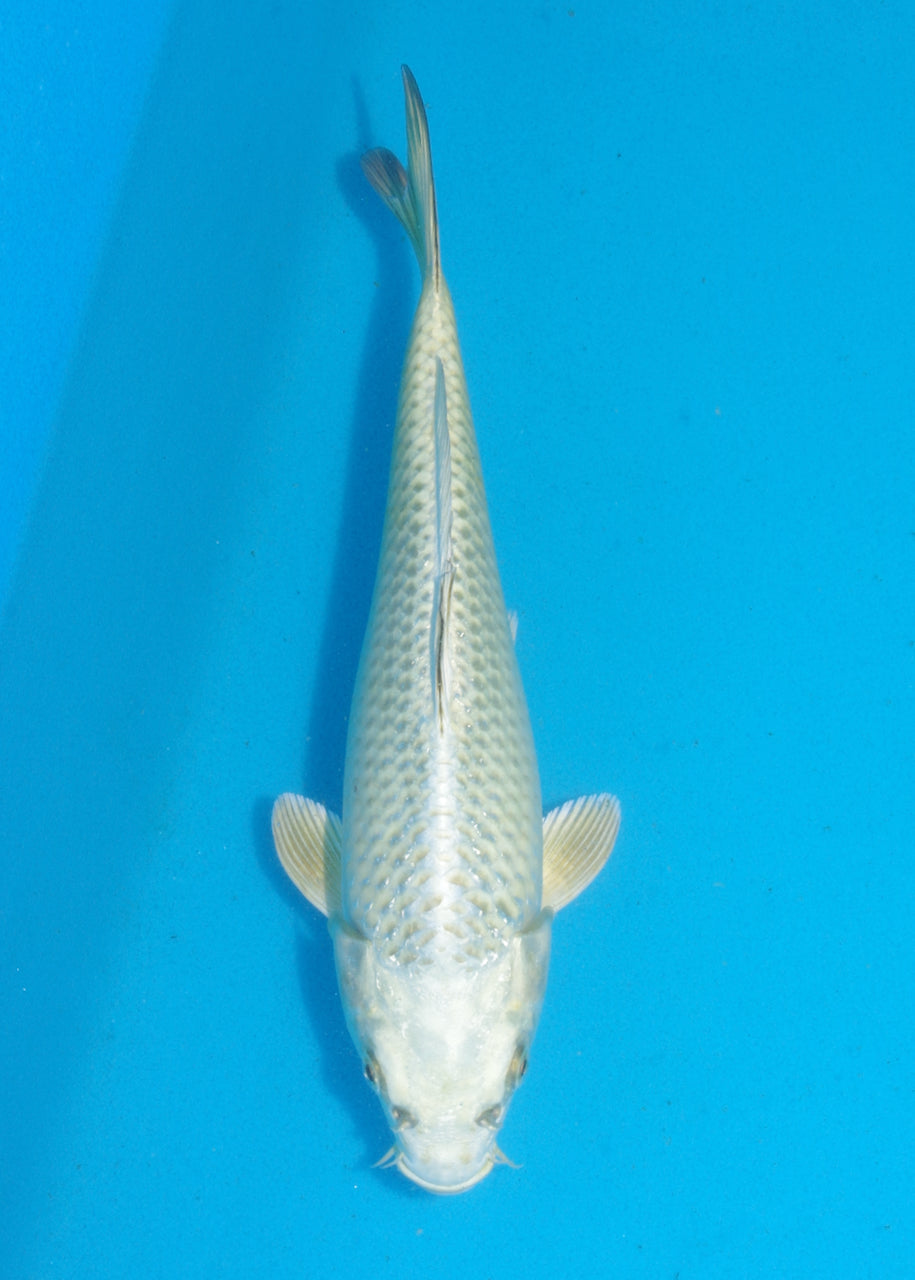 26cm Mukashi Ogon (Byer Koi Farm) REF SRR05 - JU28