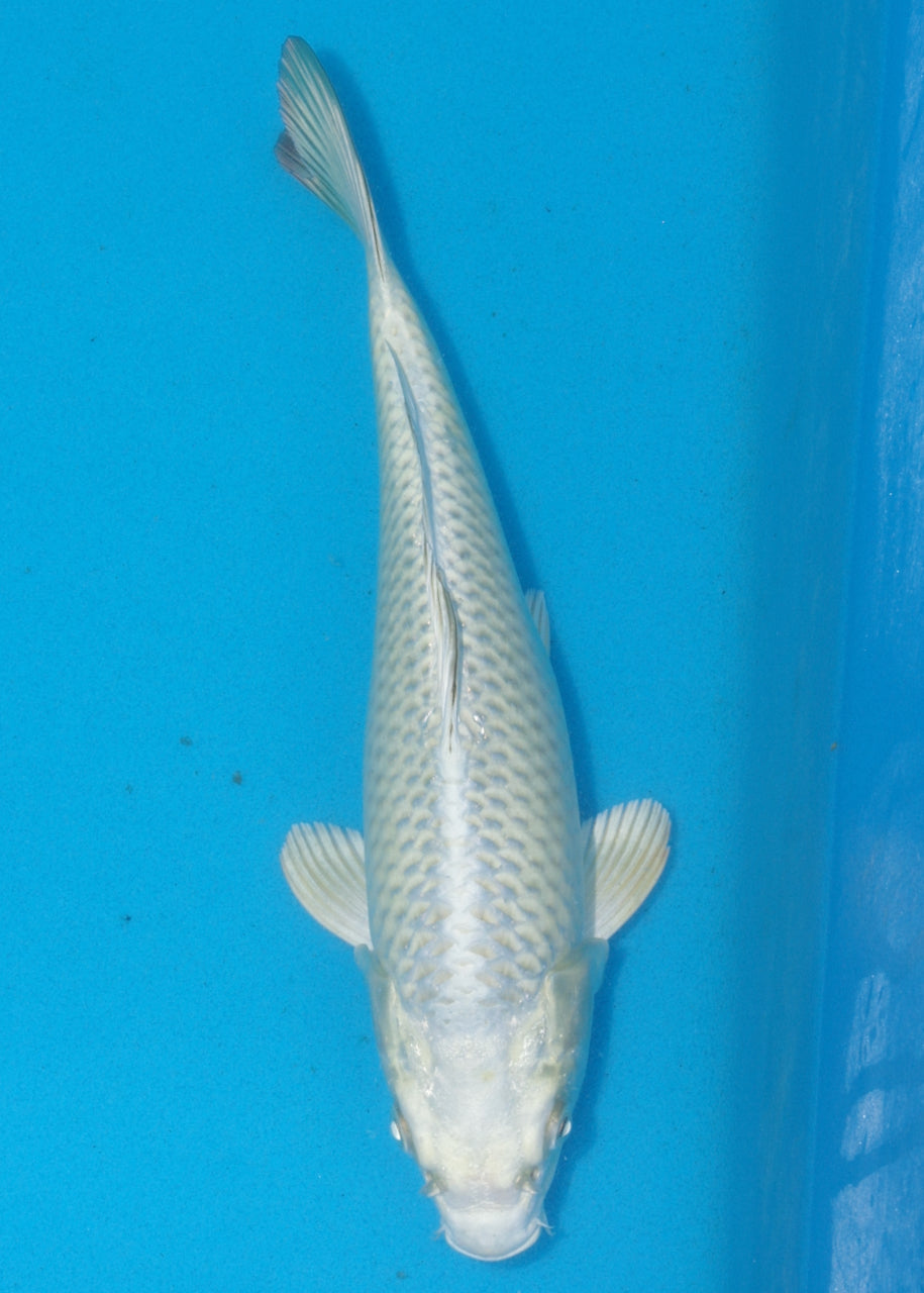 25cm Mukashi Ogon (Byer Koi Farm) REF SRR05 - JU29