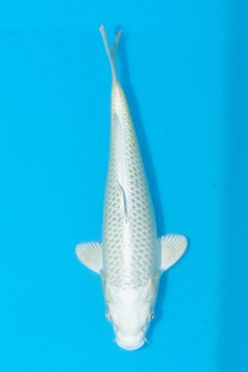 26cm Mukashi Ogon (Byer Koi Farm) REF SRR05 - JU30