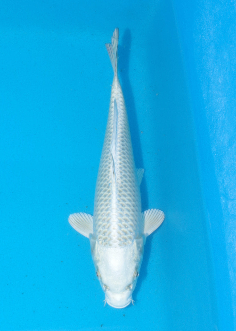 26cm Mukashi Ogon (Byer Koi Farm) REF SRR05 - JU20