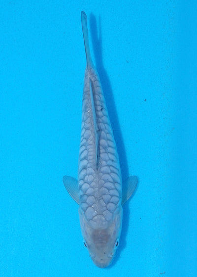 20.5cm Aragoke (Byer Koi Farm) REF - AP032