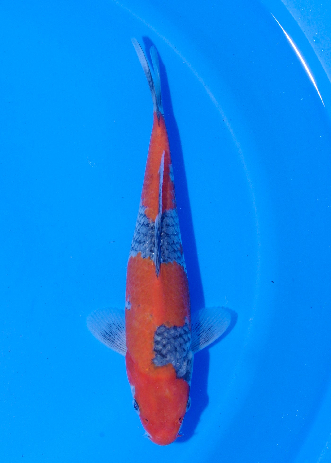 25cm Goshiki (Byer Koi Farm) REF - MA231