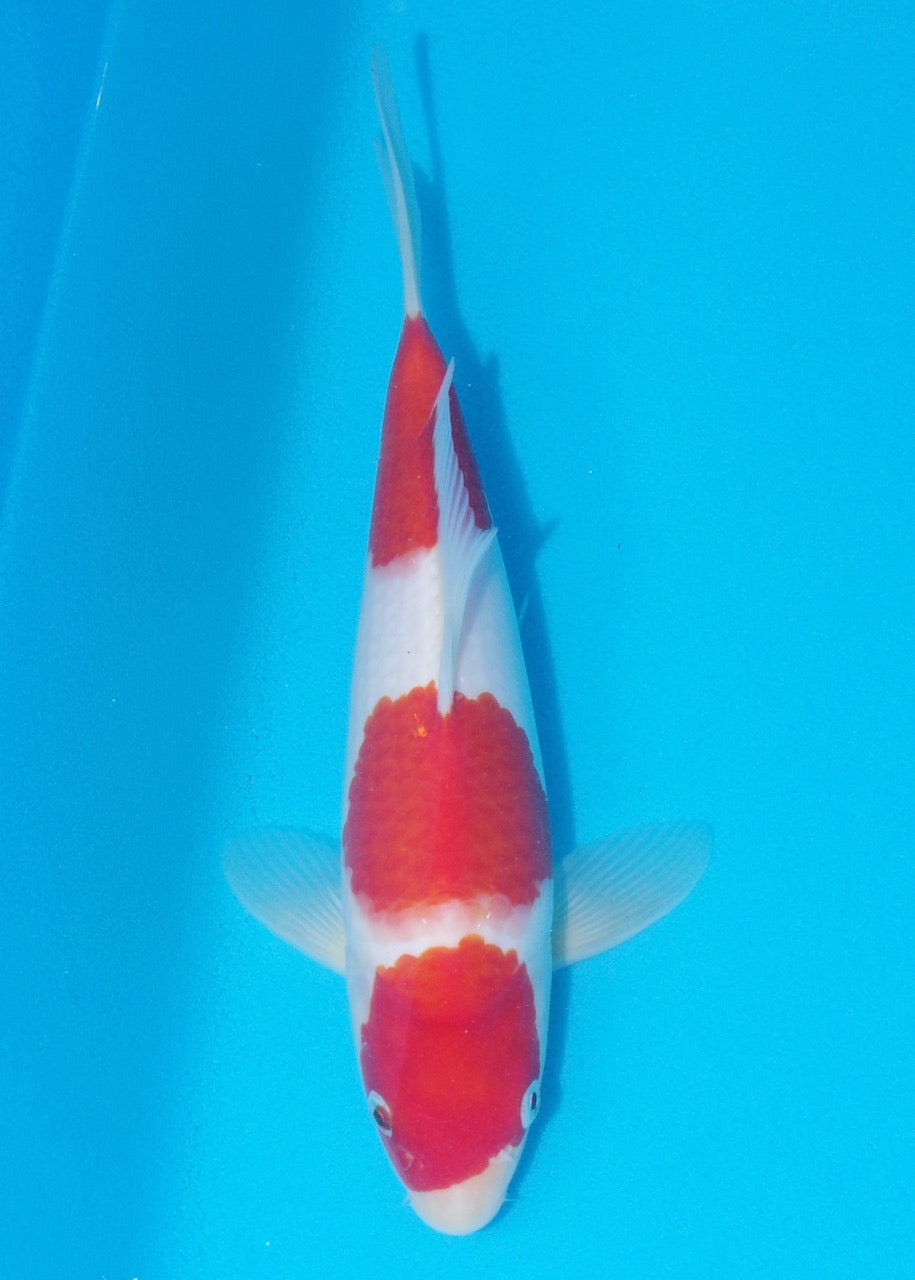 27cm Kohaku REF SRR03-D004