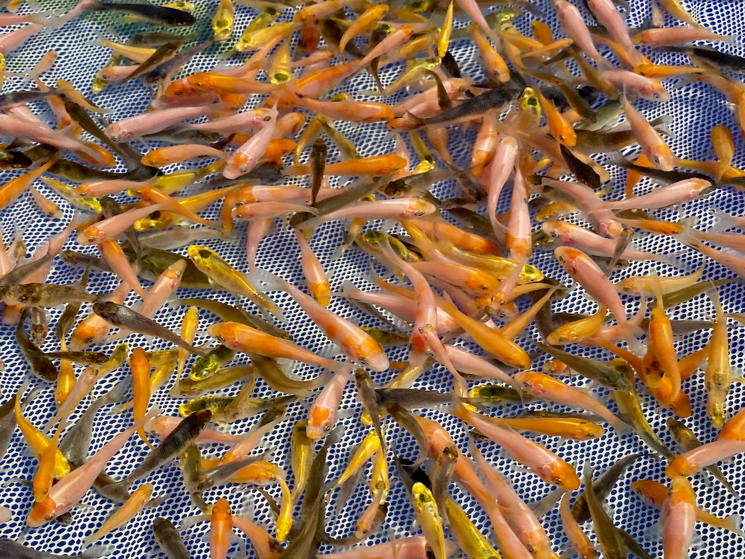 Koi Fry For Sale at Adam Byer Koi Farm UK