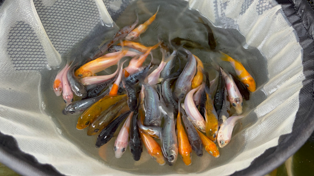 Koi Fry For Sale at Adam Byer Koi Farm UK