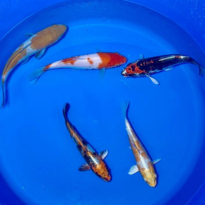 15-20cm Koi Bundle (Byer Koi Farm) REF - D041