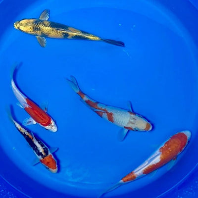 15-20cm Koi Bundle (Byer Koi Farm) REF - D042 (Copy)