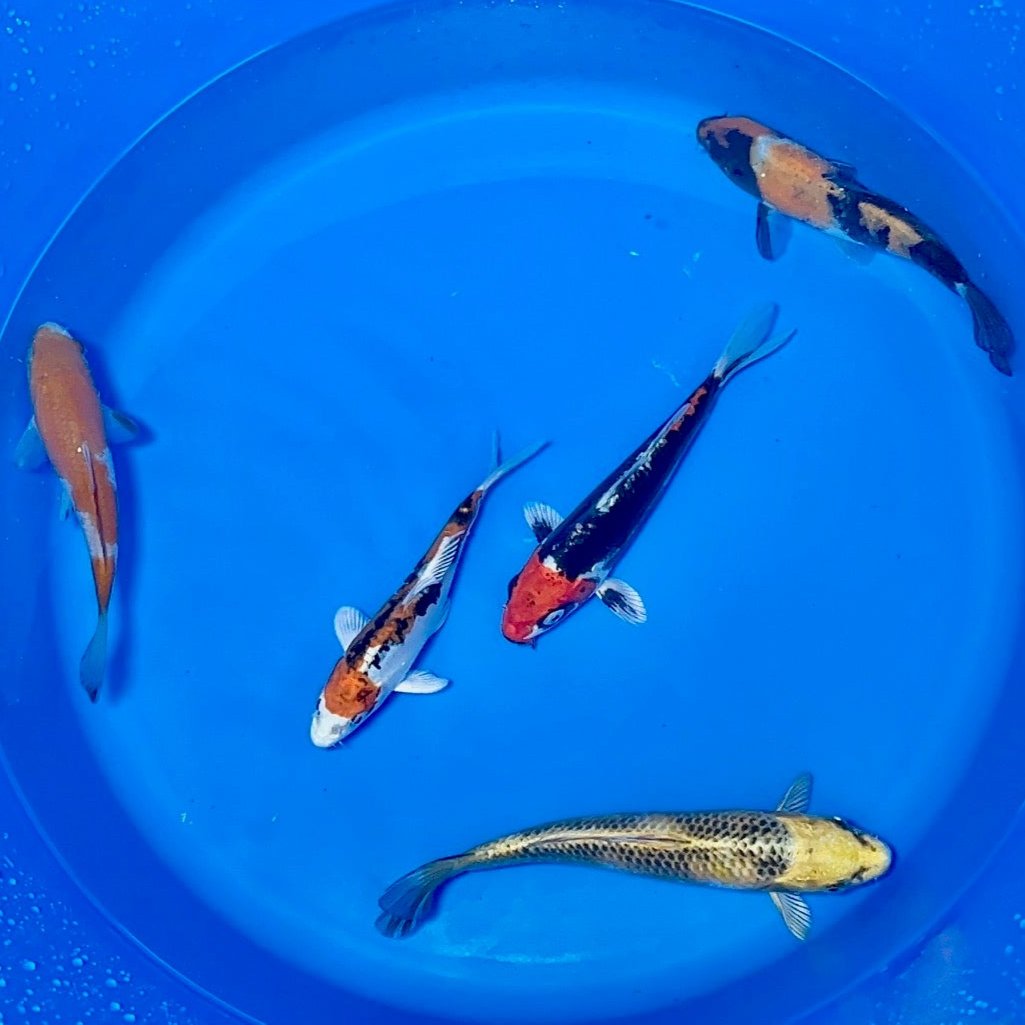 15-20cm Koi Bundle (Byer Koi Farm) REF - D044