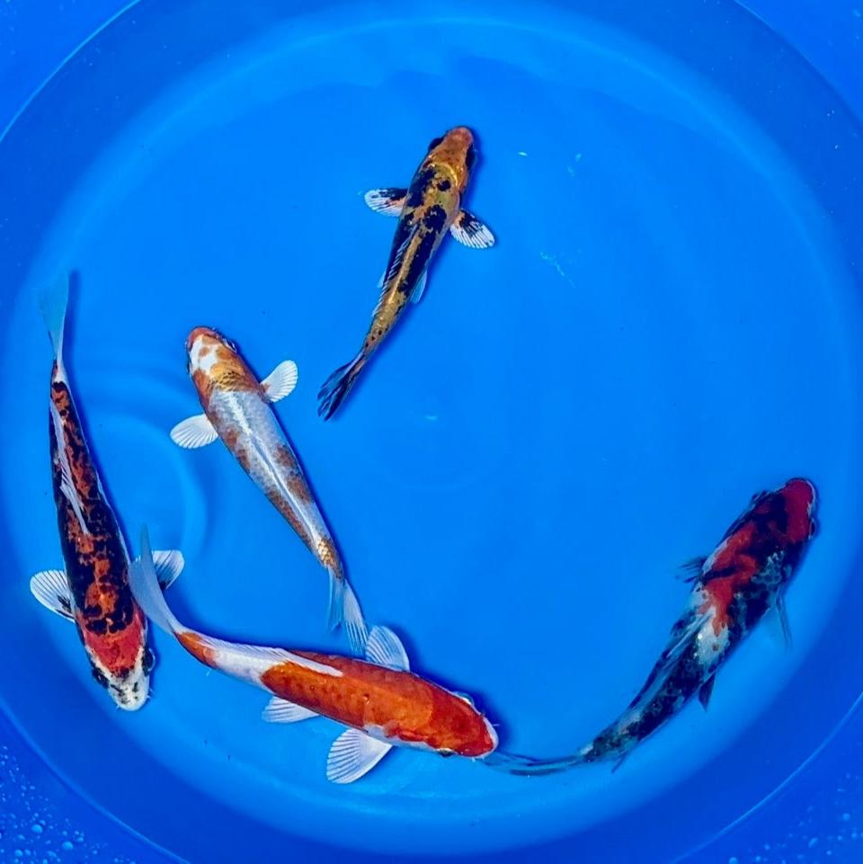 15-20cm Koi Bundle (Byer Koi Farm) REF - D045