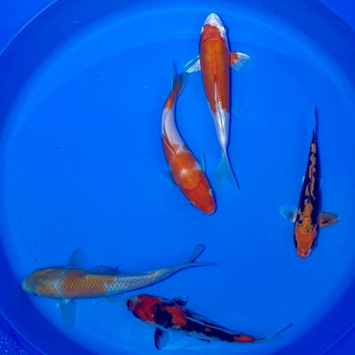 15-20cm Koi Bundle (Byer Koi Farm) REF - D047