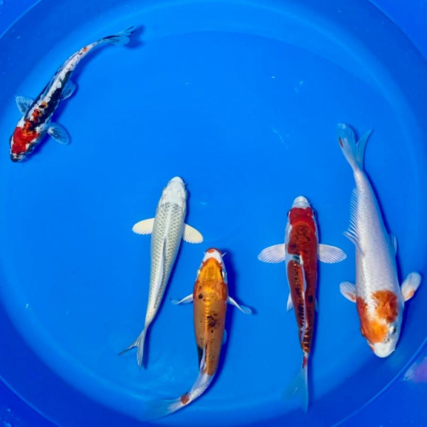 15-20cm Koi Bundle (Byer Koi Farm) REF - D048