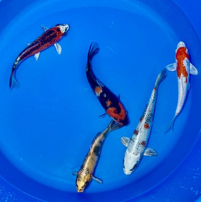 15-20cm Koi Bundle (Byer Koi Farm) REF - D049