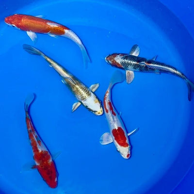 15-20cm Koi Bundle (Byer Koi Farm) REF - D050