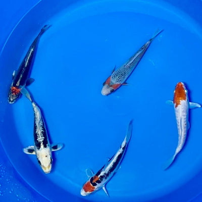 15-20cm Koi Bundle (Byer Koi Farm) REF - D051