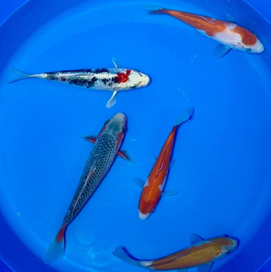 15-20cm Koi Bundle (Byer Koi Farm) REF - D052