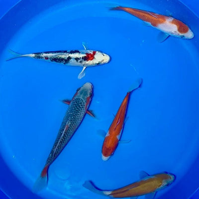 15-20cm Koi Bundle (Byer Koi Farm) REF - D052