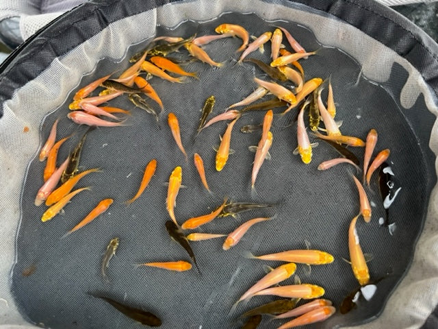 6 8 week old Koi Fry Round 3 2023