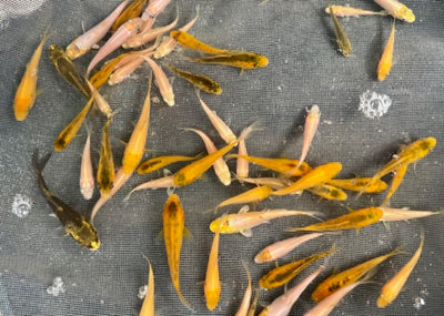 6-8 week old Koi Fry (Round 4) [2023]