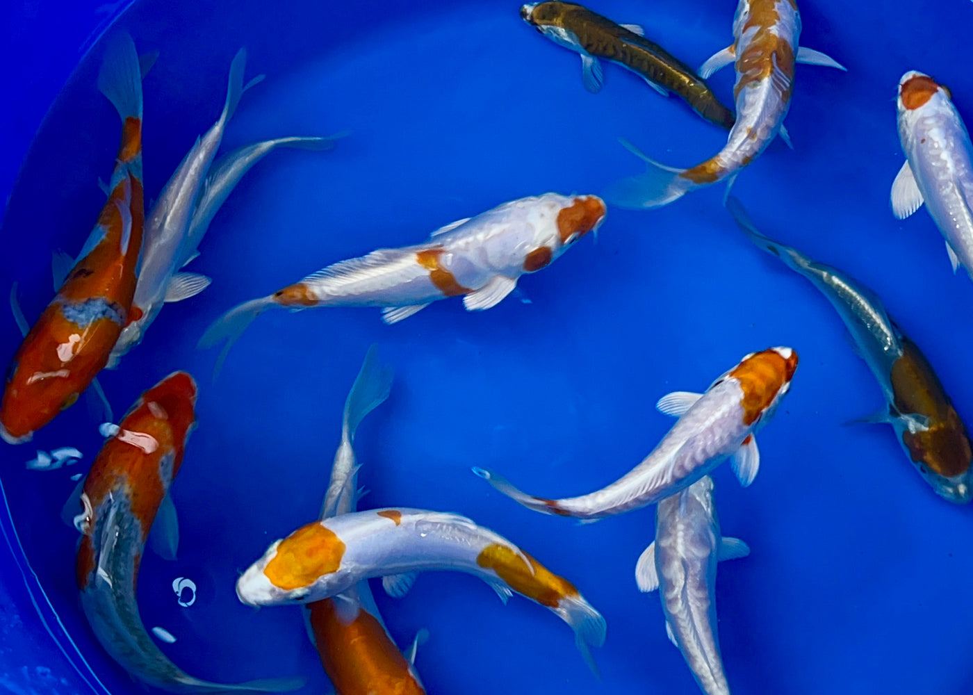 6-8 inch koi (Selected Mix)