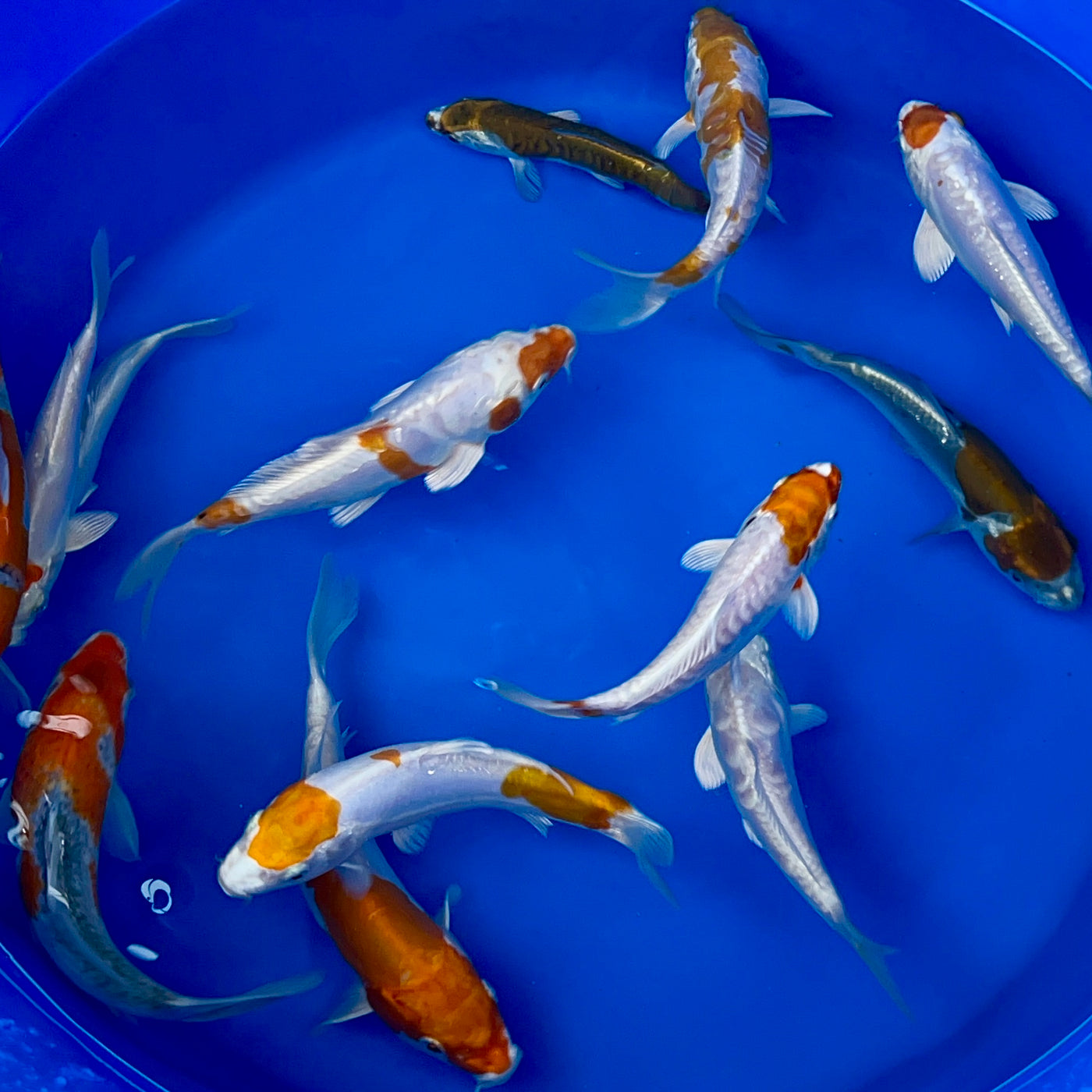 6-8 inch koi (Selected Mix)