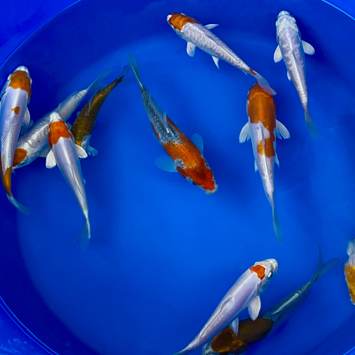 6-8 inch koi (Selected Mix)