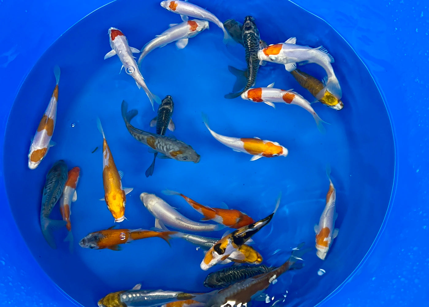 5-6 inch koi - (Selected Mix)