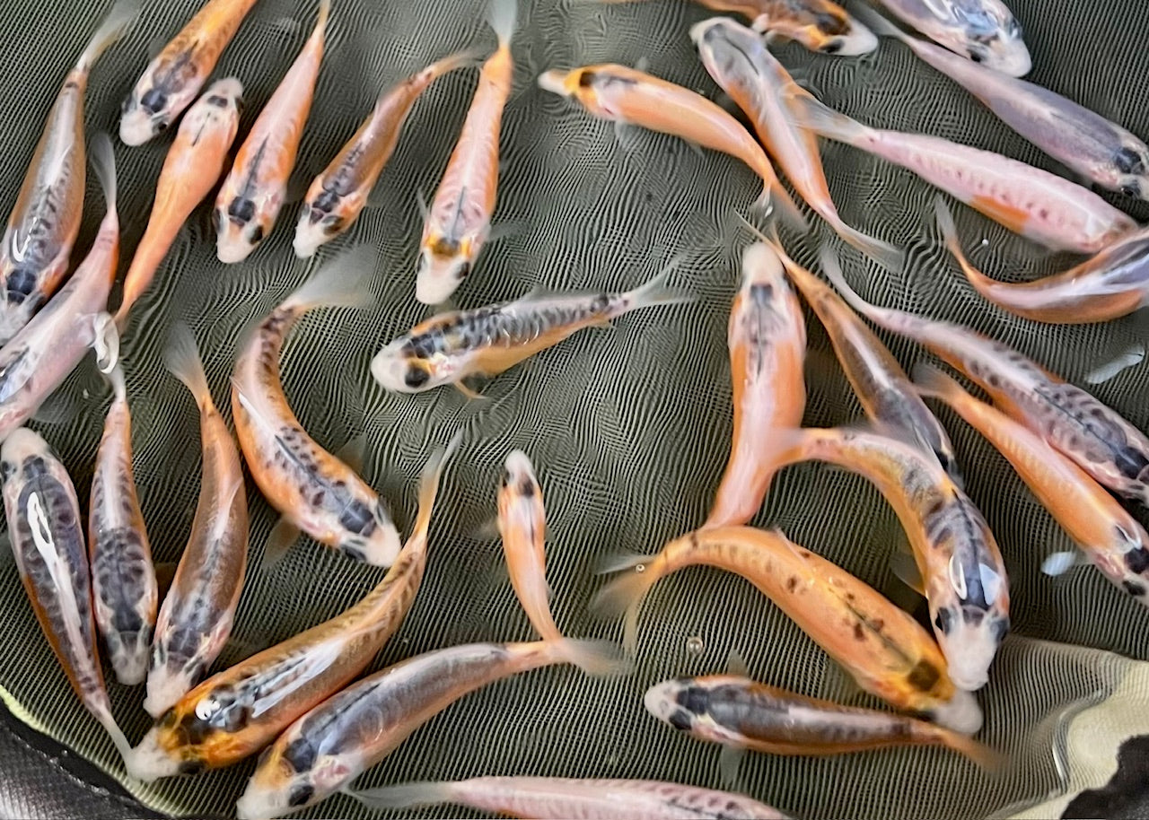 2-3 inch koi (Selected Mix) (Shusui Spawning Only)