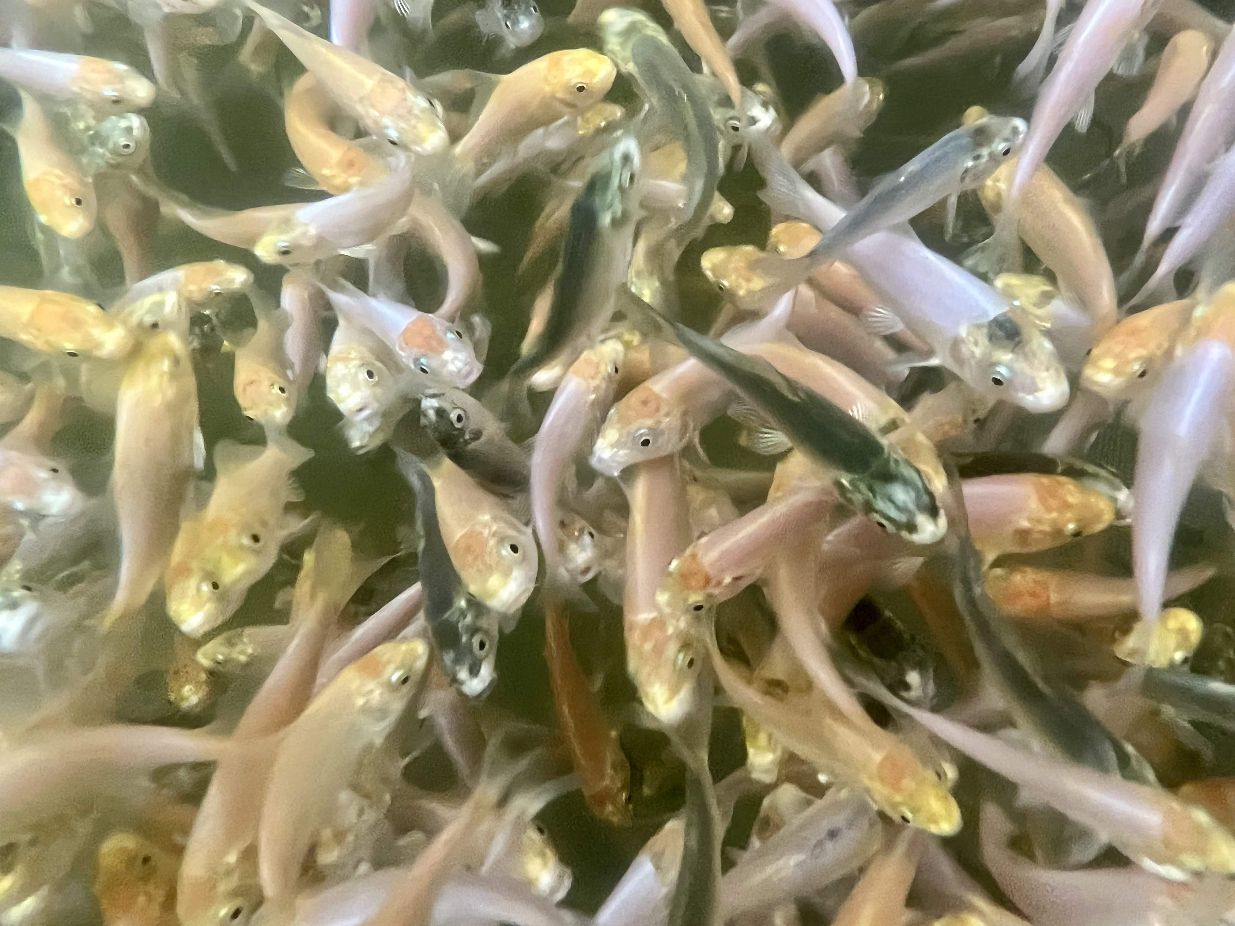 6-8 week old Koi Fry (Round 2) [2023] – Byer Koi Farm