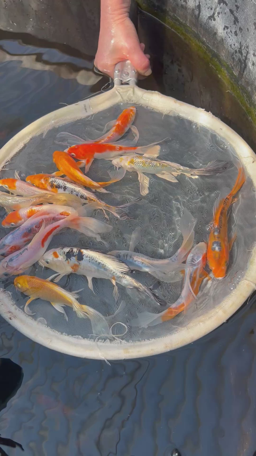 Butterfly Koi Mix (Yamazaki) (Selected Mix)