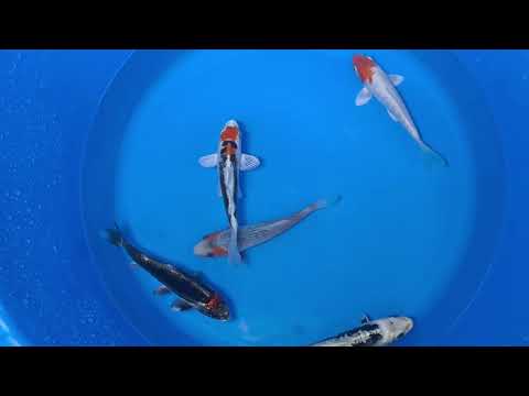 15-20cm Koi Bundle (Byer Koi Farm) REF - D051