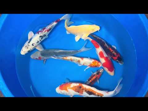 27cm Beni Kikokuryu (Byer Koi Farm) REF - NO12