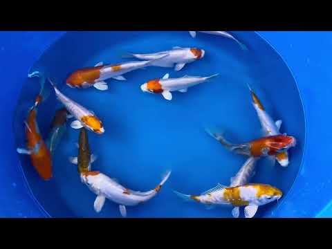 6-8 inch koi (Selected Mix)