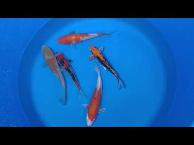 15-20cm Koi Bundle (Byer Koi Farm) REF - D047