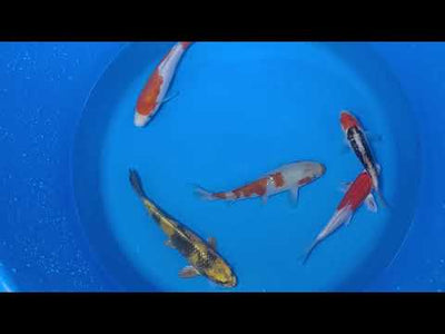 15-20cm Koi Bundle (Byer Koi Farm) REF - D042 (Copy)