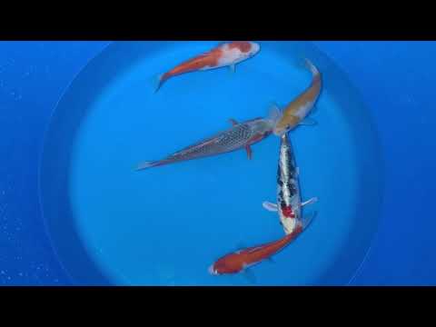 15-20cm Koi Bundle (Byer Koi Farm) REF - D052