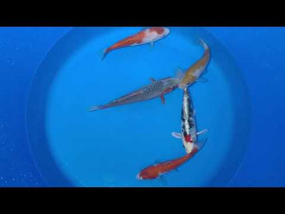 15-20cm Koi Bundle (Byer Koi Farm) REF - D052