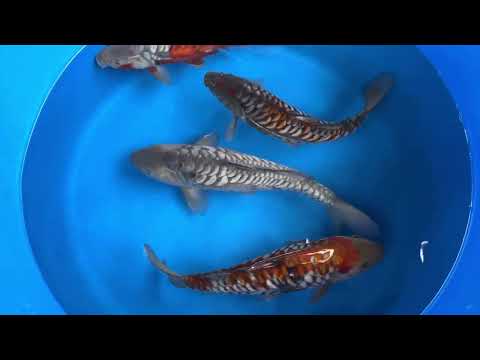 34cm Aragoke Ochiba (Byer Koi Farm) REF - SE71