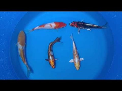 15-20cm Koi Bundle (Byer Koi Farm) REF - D041